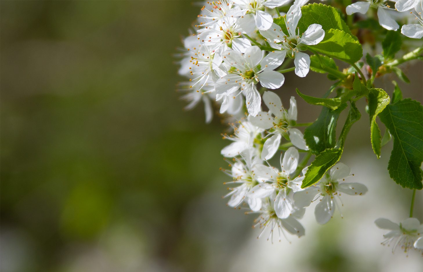Close-up of white flowering blossoms with green leaves against a blurred background.