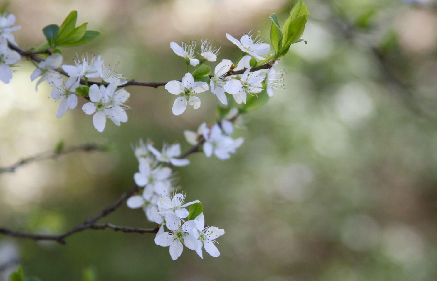 Close-up of a branch with delicate white flowers and green leaves, set against a blurred background.